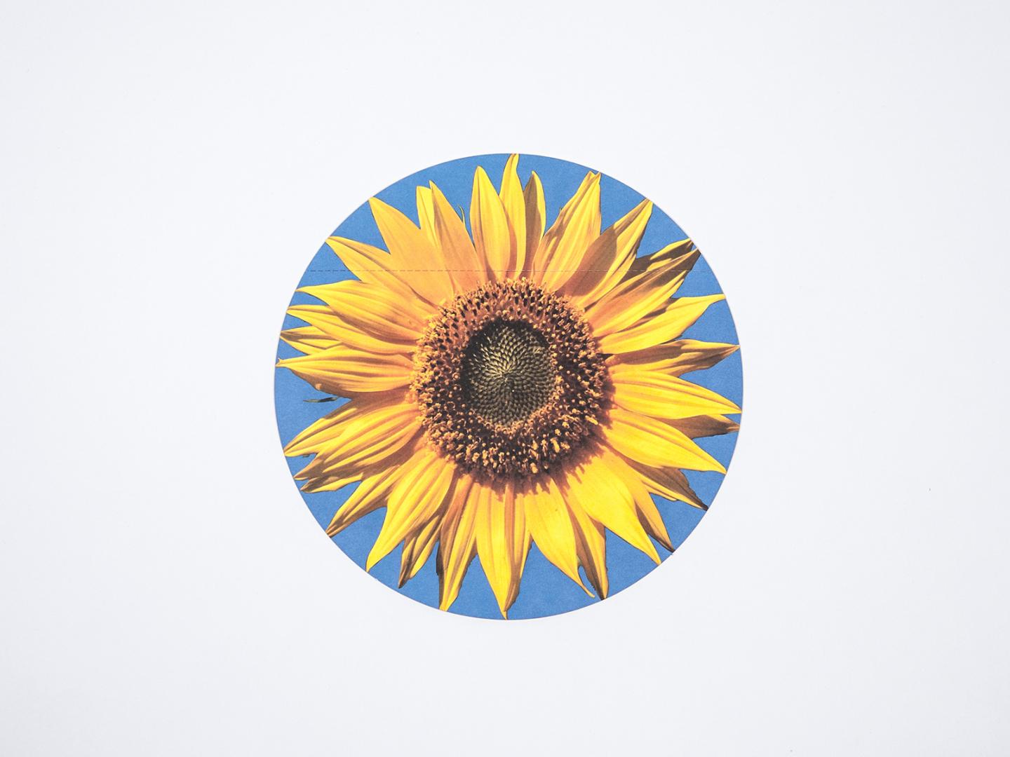 Motiv mit Sonnenblume